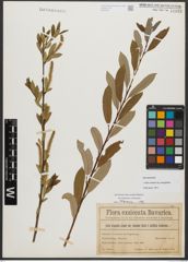 Foto von Salix triandra subsp. amygdalina (L.) Schübl. & G. Martens